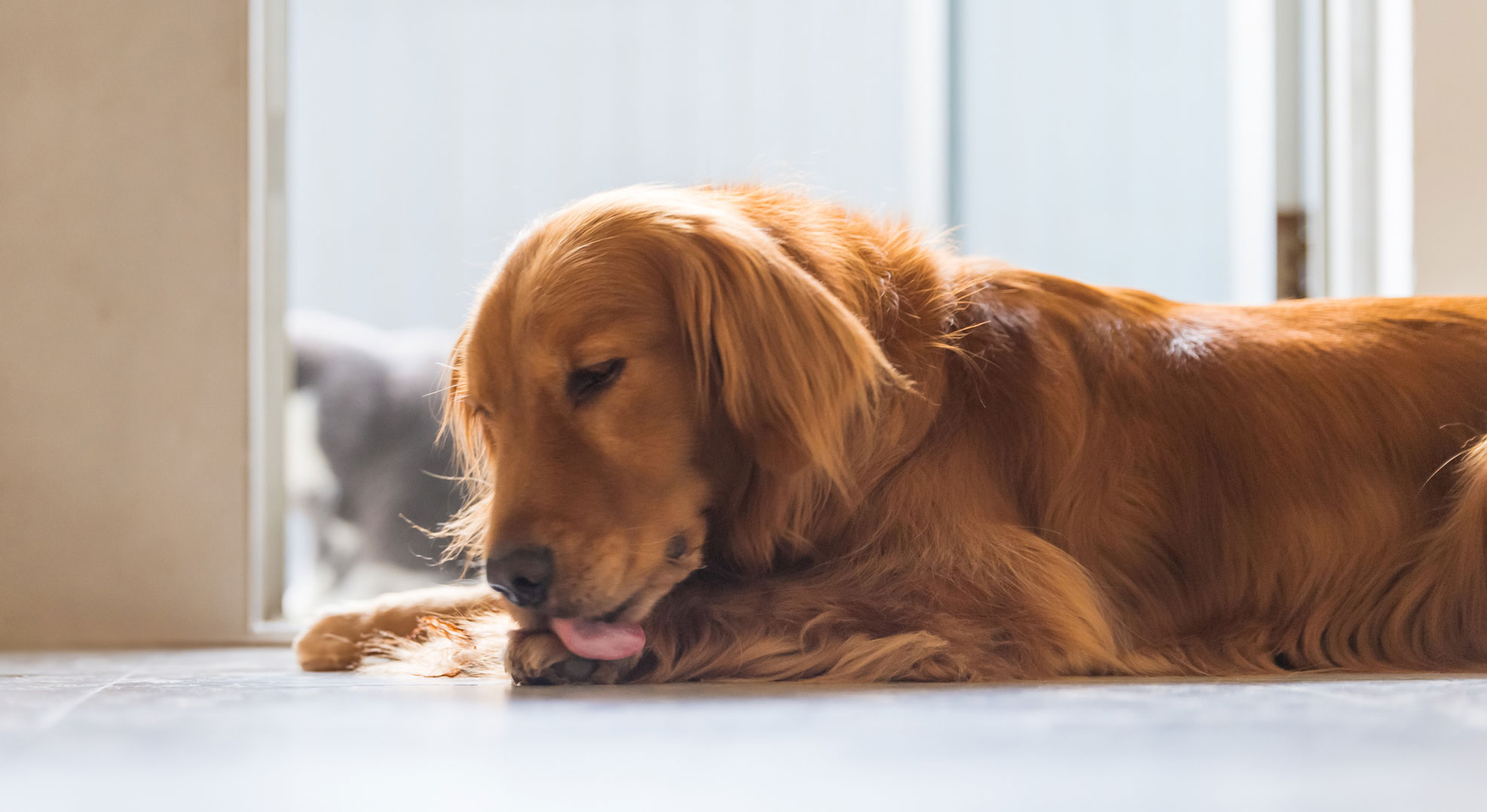 Dog Allergies: An Overview of Symptoms, Causes and Remedies