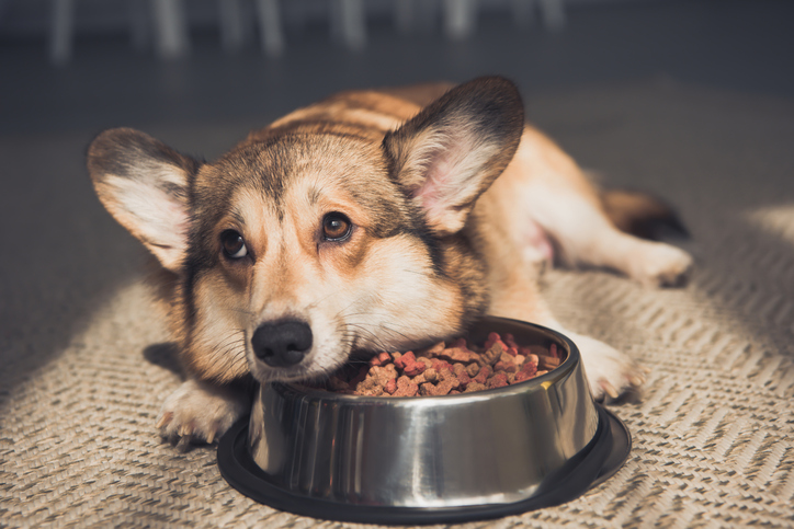 Complex Diet Impact on Copper in Dog Food