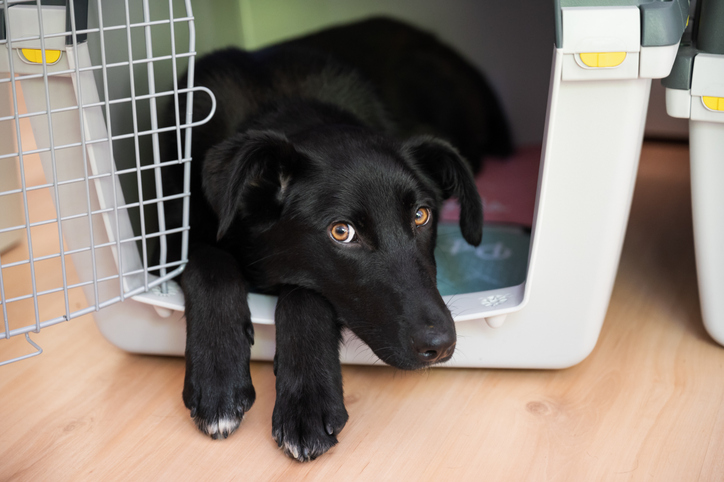 Crate Train Dog