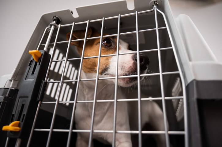 Crate Training Your Dog – Should You Do It?