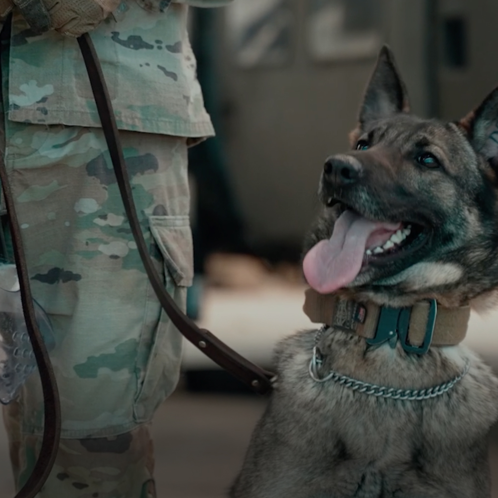 Military Dogs